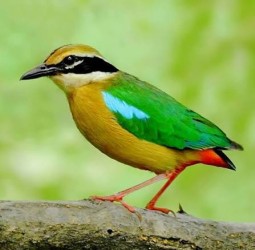 ஓடப்பரா?உயரப்பரா?