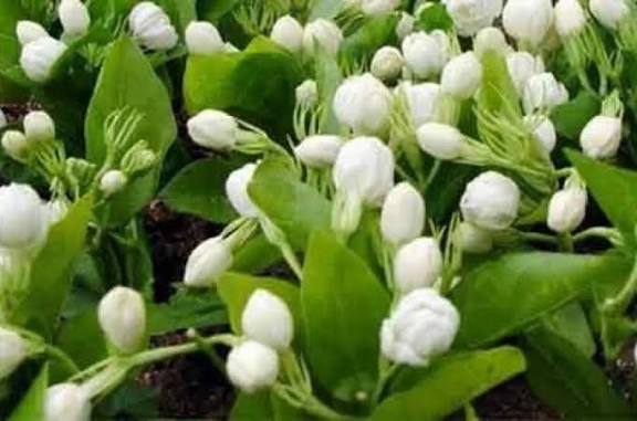 மல்லிகைப் பூவின் மருத்துவ குணம்.....