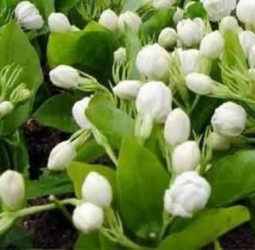 மல்லிகைப் பூவின் மருத்துவ குணம்.....