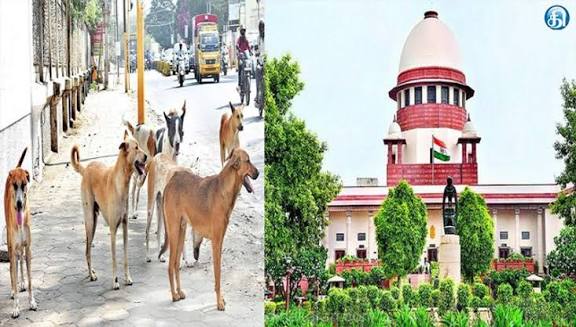 தெரு நாய்க்கடி விவகாரம் தமிழக அரசு பிரமாணப் பத்திரம் தாக்கல்