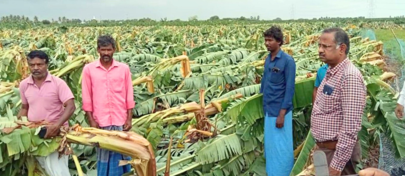 நெல்லைமாவட்டத்தில் கனமழையால் வாழை பயிர்கள் சேதம்