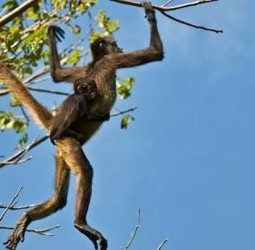 மனிதமனம் குரங்கு