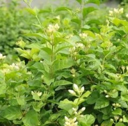 பூ மனம் !