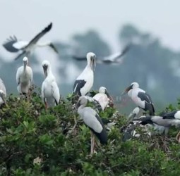 பறவைகள் பலவிதம்.. ஒவ்வொன்றும் ஒருவிதம்: வேடந்தாங்கலில் குவிந்துள்ள வெளிநாட்டு பறவைகள்!