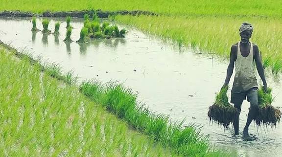 திருப்பூர் மாவட்டத்தில் விவசாயிகள் தனி அடையாள எண்கள் பெற நவம்பர் 15ந் தேதி கடைசி நாள்