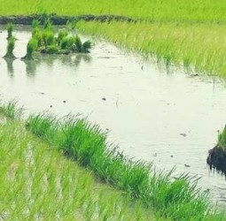 திருப்பூர் மாவட்டத்தில் விவசாயிகள் தனி அடையாள எண்கள் பெற நவம்பர் 15ந் தேதி கடைசி நாள்