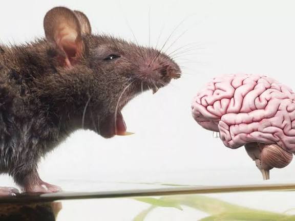 டிஜிட்டல் வடிவம் பெறும் எலியின் மூளை