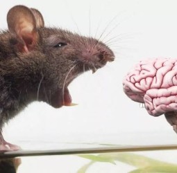 டிஜிட்டல் வடிவம் பெறும் எலியின் மூளை