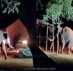 மேட்டுப்பாளையத்தில் வனத்துறை ஜீப்பை தாக்க முயன்ற ‘பாகுபலி’ யானையால் பரபரப்பு: வனக்கல்லூரி கேட்டை உடைத்து புகுந்தது