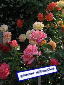 பூக்களை பறிக்காதீர்கள்
