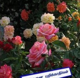 பூக்களை பறிக்காதீர்கள்
