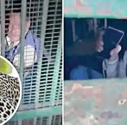 சிறுத்தைக்கு வைத்த கூண்டில் குடிபோதையில் சிக்கிய மனிதர்