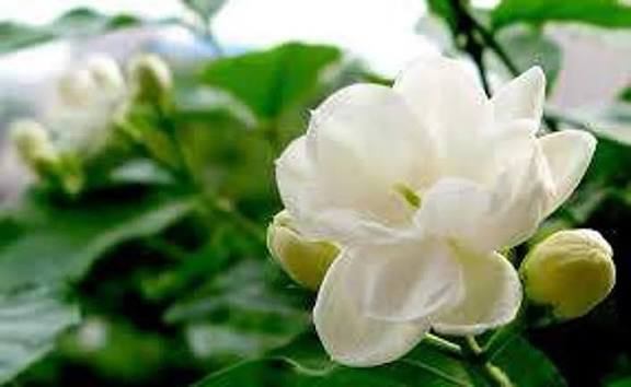 வாசமில்லா மனிதர்கள் ...