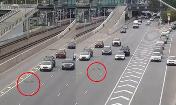 ஆஸ்திரேலியா: வாத்து குடும்பத்திற்காக வரிசையாக அணிவகுத்து நின்ற வாகனங்கள்; வைரலான வீடியோ