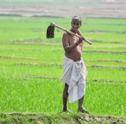 விவசாயிகளுக்கு பயிர் உற்பத்தி ஊக்கத்தொகை பட்டுவாடா