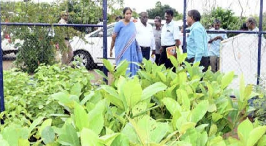 நாற்றங்கால் பணிகளை கலெக்டர் பிருந்தா தேவி ஆய்வு