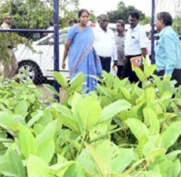 நாற்றங்கால் பணிகளை கலெக்டர் பிருந்தா தேவி ஆய்வு