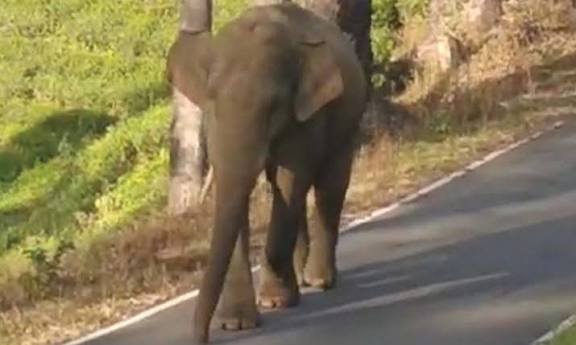 வால்பாறை அருகே அட்டகாசம் செய்த ஒற்றைக் கொம்பன் காட்டு யானை: மீண்டும் காட்டுக்குள் விரட்டினர் கேரள போலீசார்
