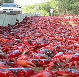 சாலையை ஆக்கிரமித்த சிவப்பு நண்டுகள் - ஆஸ்திரேலியாவில் வினோதம்