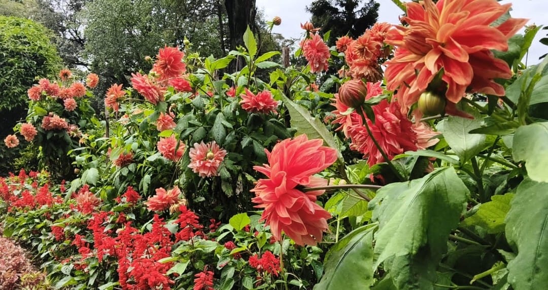 சிம்ஸ் பூங்காவில் பூத்துக் குலுங்கும் பூக்கள்