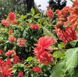 சிம்ஸ் பூங்காவில் பூத்துக் குலுங்கும் பூக்கள்