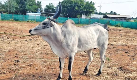 ரேக்ளா போட்டிகளில் அதிக வெற்றி பெற்ற காங்கயம் காளை ரூ.30 லட்சத்துக்கு விற்பனை!