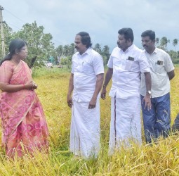 வெள்ளத்தில் பாதிக்கப்பட்ட நெற்பயிர்களை அமைச்சர் மனோ தங்க ராஜ், கலெக்டர் அழகு மீனா ஆய்வு