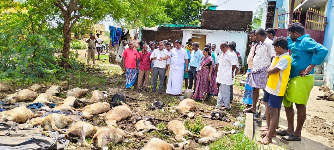 ராஜபாளையம் பகுதியில் நேற்று முன்திம் இரவு பெய்த கனமழையால் அம்மையப்புரம் கிராமத்தில் 40 ஆடுகள் இறந்தன