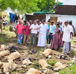ராஜபாளையம் பகுதியில் நேற்று முன்திம் இரவு பெய்த கனமழையால் அம்மையப்புரம் கிராமத்தில் 40 ஆடுகள் இறந்தன