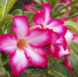 பாலைவன ரோஜா