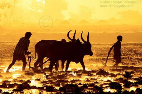 உலகுக்கு உணவு தரும் உழவர்கள்
