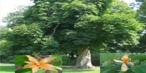 செண்பக மரத்தை வீட்டில் வளர்க்கலாமா?