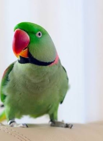 பச்சைக் கிளிகள் பாடட்டும்