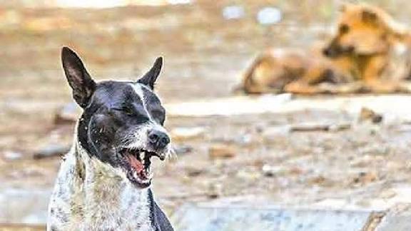 திருவண்ணாமலை மாவட்டத்தில் வெறி நாய்க்கடிகுறித்து மாவட்ட ஆட்சித்தலைவர் அவர்கள் தகவல்