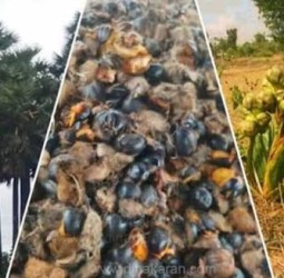 38 மாவட்டங்களில் இதுவரை 72 லட்சம் பனை விதைகள் நடப்பட்டுள்ளன