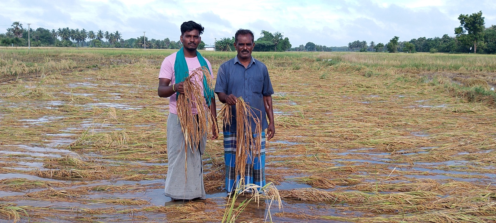 அறுவடைக்கு காத்திருந்த நெல்மணிகள், மழைநீரில் மூழ்கி கிடக்கும் காட்சி