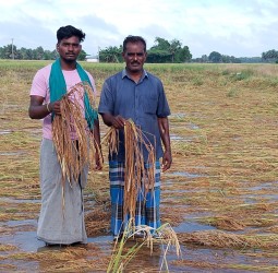 அறுவடைக்கு காத்திருந்த நெல்மணிகள், மழைநீரில் மூழ்கி கிடக்கும் காட்சி