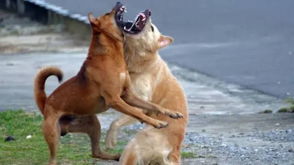 தெரு நாய்கள் பிரச்னை: தமிழகம் உள்பட அனைத்து மாநில தலைமை செயலாளர்களும் நவம்பர் 3–ந் தேதி நேரில் ஆஜராக வேண்டும்