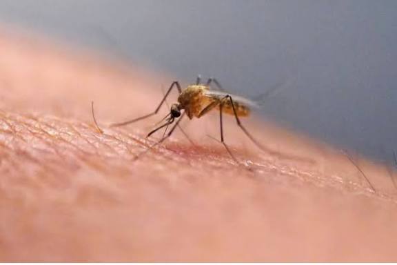 ஐஸ்லாந்தில் முதன்முறையாக தென்பட்ட கொசுக்கள்!