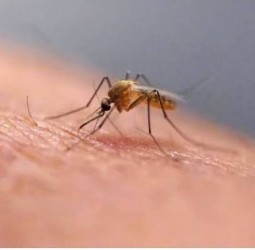 ஐஸ்லாந்தில் முதன்முறையாக தென்பட்ட கொசுக்கள்!