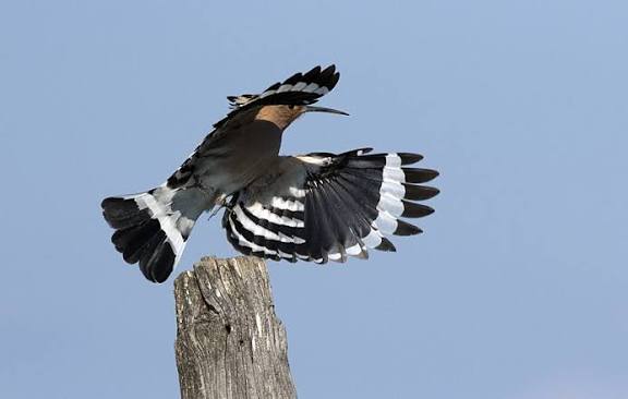 காரியத்தின்மேல் கண்வை