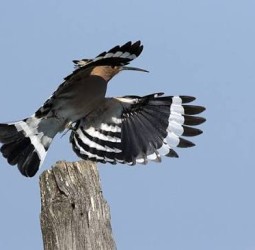 காரியத்தின்மேல் கண்வை