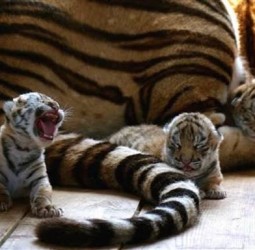 புலிக்கு பிறந்தது!