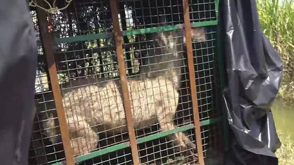 உத்தர பிரதேச மாநிலத்தில் ஓநாய்களை வேட்டையாடும் பணி தீவிரம்: முதல்வர் யோகி ஆதித்யநாத் உத்தரவால் கிராம மக்கள் நிம்மதி