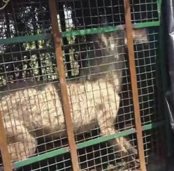 உத்தர பிரதேச மாநிலத்தில் ஓநாய்களை வேட்டையாடும் பணி தீவிரம்: முதல்வர் யோகி ஆதித்யநாத் உத்தரவால் கிராம மக்கள் நிம்மதி