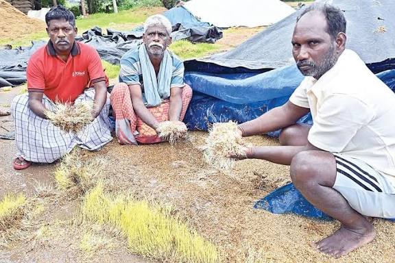 தமிழகத்தில் நெல் ஈரப்பதத்தை ஆய்வு செய்ய 3 நிபுணர் குழு