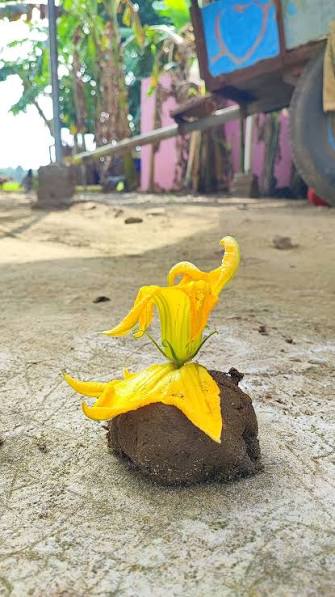 பூவை விதைத்தாயே: