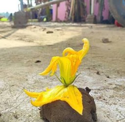 பூவை விதைத்தாயே: