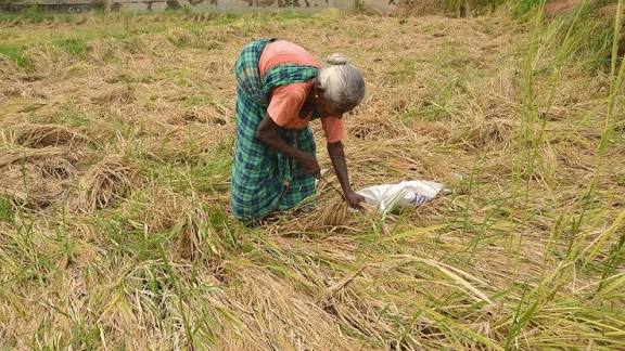 நெல்லை மாவட்டத்தில் தொடர் மழையால் 51 ஹெக்டேர் நெற்பயிர்கள் சேதம்
