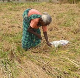 நெல்லை மாவட்டத்தில் தொடர் மழையால் 51 ஹெக்டேர் நெற்பயிர்கள் சேதம்